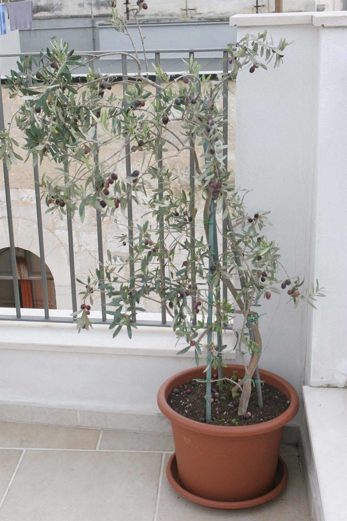 Hôtel Saint Nicholas Plaza à Bari Extérieur photo